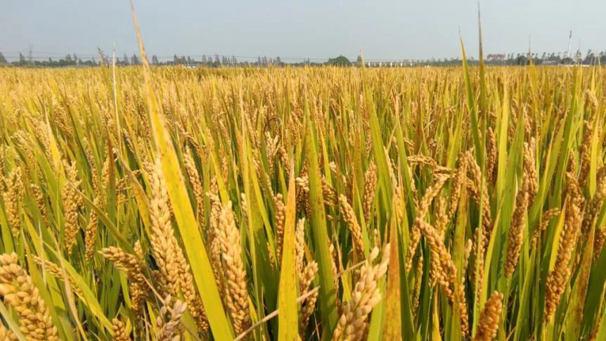 爱来此农业赴京交流水稻低碳种植技术