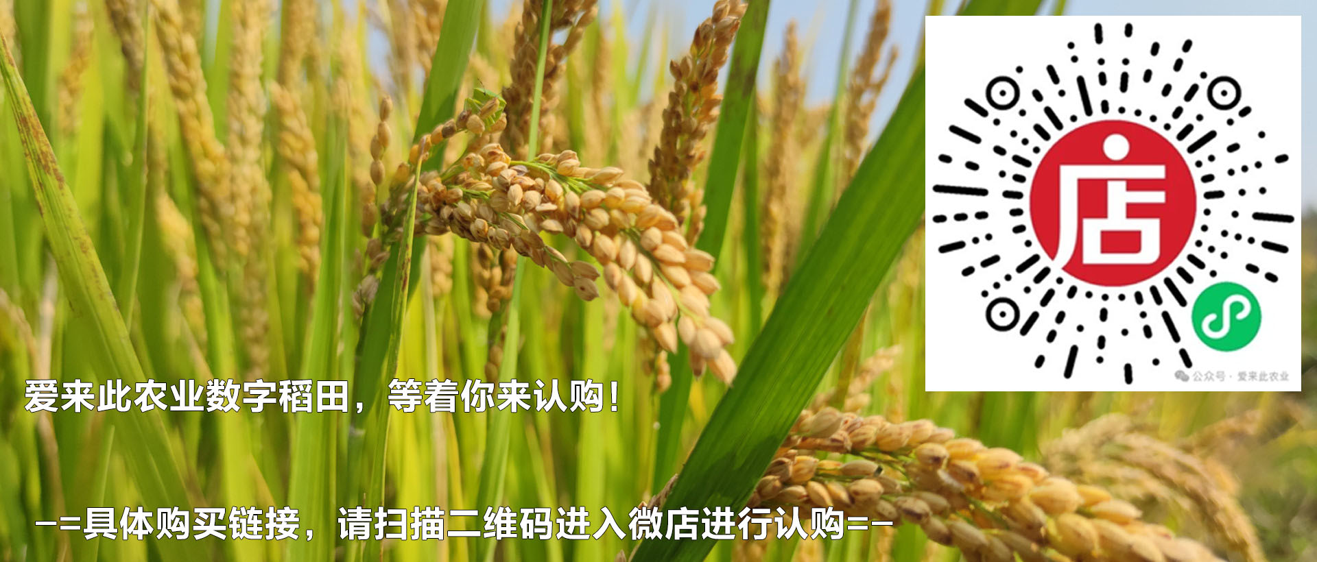 做“一米谷主”吃上海本地练塘大米